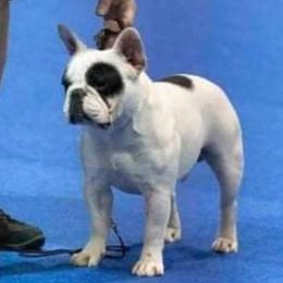 Cane Corso, French Bulldogs, and Pugs from Winnfall Farms