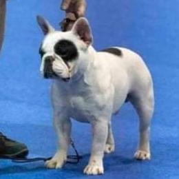 Cane Corso, French Bulldogs, and Pugs from Winnfall Farms