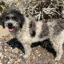 For Guardian Only Near Des Moines, Iowa, Willow - Merle female Labradoodle puppy in Johnston, Iowa from Trinity Labradoodles