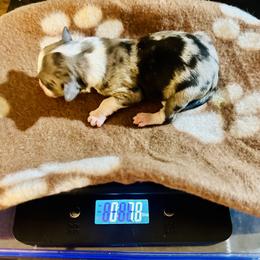 Tank - Blue merle male Miniature Australian Shepherd puppy in Wauchula, Florida from Sun & Moon Aussies