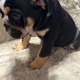 Bulldog Puppies from BUBBABULL