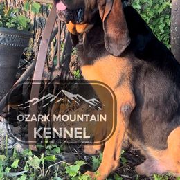 Basset Hounds from Ozark Mountain Kennel- Basset Hounds