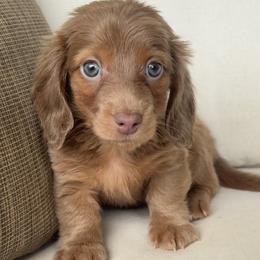 Praline - Fawn (isabella) and tan female Dachshund puppy in Bentonville, Arkansas from Boujee Buns Dachshunds
