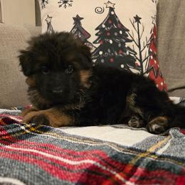 Girl 1 - Black and red female German Shepherd puppy in Sumner, Iowa from Vom Wilke Kennels