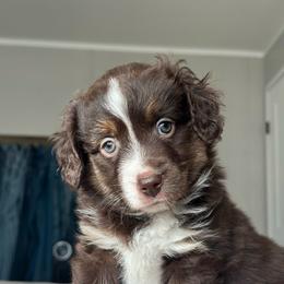Vega - Red tri-color female Miniature American Shepherd puppy in Greenwood, Indiana from Barnaby’s Barn Dog’s