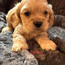 Cocker Spaniel Puppies from Anastasia Knight's Cocker Spaniels