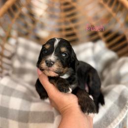 Peach - Tri-color female Bernedoodle puppy in Las Vegas, Nevada from Dose of Doodles
