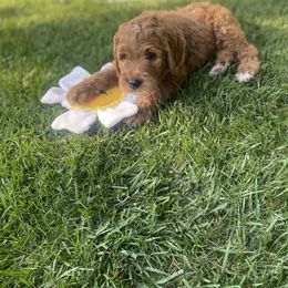Goldendoodle puppies from Dhalia’s Doodles