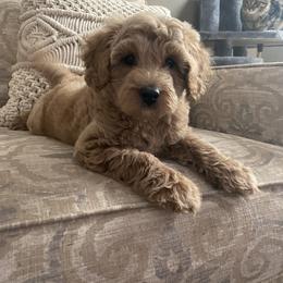 Goldendoodle Puppies from C.P. Puppy Buddies
