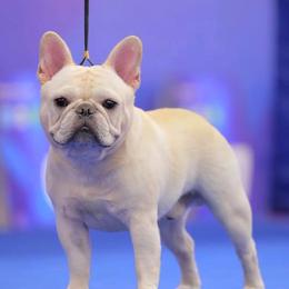 Cooper - French Bulldog