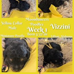 Yellow Collar Male Miniature Poodle Vizzini - Phantom male Poodle puppy in Lillian, Alabama from Moondancers Poodles
