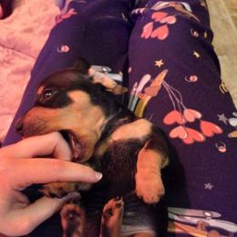 Dachshund Puppies from White River Valley Kennel