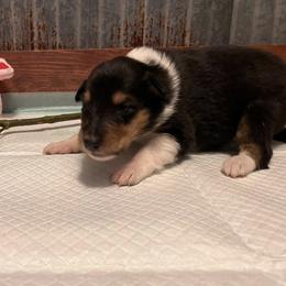 Collie Puppies from A/K Rough Collies