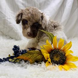 Willow - Brown merle female Aussiedoodle puppy in Taylor, Missouri from Pawsitively Doodles