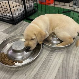 Labrador Retriever Puppies from Jewell Labradors