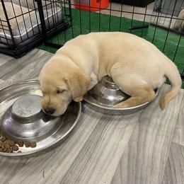 Labrador Retriever Puppies from Jewell Labradors