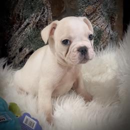 Boy 3 - Cream male French Bulldog puppy in Mayo, Florida from Lyons Heart Pups