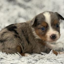 Maci - Blue merle female Toy Australian Shepherd puppy in Ambrose, Georgia from Brandilyn's Aussies