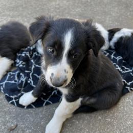 Border Collie Puppies from Roaring River Border Collies