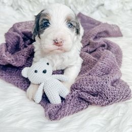 Bernedoodle, Cockapoo, and Goldendoodle Puppies from Danie’s Darling Doodles LLC