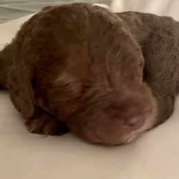 Bedlington Terriers from Snowcap Bedlingtons
