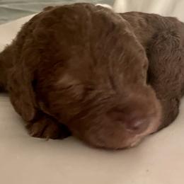 Bedlington Terriers from Snowcap Bedlingtons