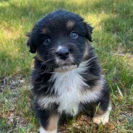 Sasha - Black tri-color female Australian Shepherd puppy in Scottsville, Virginia from Cedar Creek Aussies