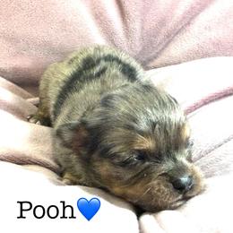 Pooh - Merle male Chihuahua puppy in Hobgood, North Carolina from Four Kids’ Farms, LLC