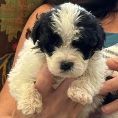 Girl 6 - Black and white female Saint Berdoodle puppy in San Antonio, Texas from Mammoth Doodles