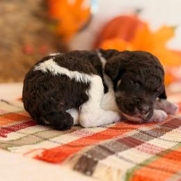 Carousel - Phantom male Poodle puppy in Lavonia, Georgia from Peach Blossom Kennels