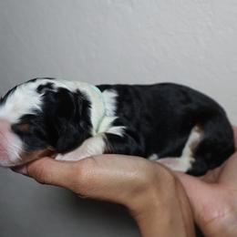 Kiri - Tri-color female Bernedoodle puppy in Palmetto Bay, Florida from SOMIDOODLES