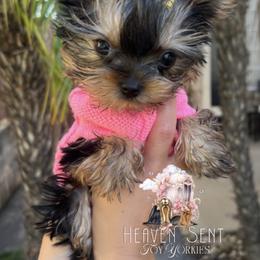Yorkshire Terrier Puppies from Heaven_sent_toy_yorkies
