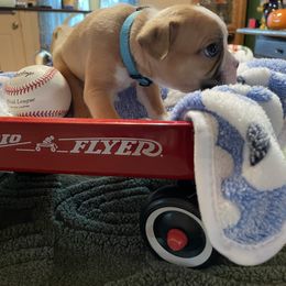 Red - Blue male Boston Terrier puppy in Johnstown, Colorado from R&M Bostons
