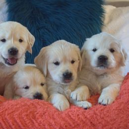 Goldendoodle and Golden Retriever Puppies from Magical Goldens