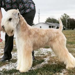 Bruno - Soft Coated Wheaten Terrier