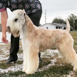 Bruno - Soft Coated Wheaten Terrier