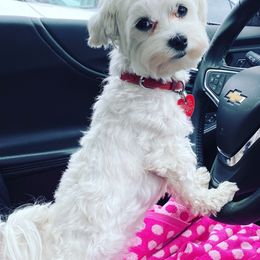 Maltipoos, Morkies, and Yorkshire Terriers from Mindie’s Minis