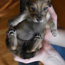Boy 4 - male Dachshund puppy in Lowell, Indiana from DesForges Dachshunds.