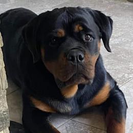 Rottweilers from Lisa Harmon's Rottweilers