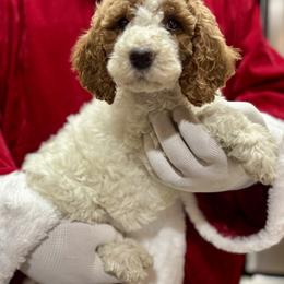 Lizzie - Yellow Female - Parti female Goldendoodle puppy in Gilbert, Arizona from Azbernedoodlepuppies