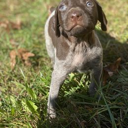 German Shorthaired Pointer and Poodle Puppies from Pilgrims Trails Pointers and Poodles