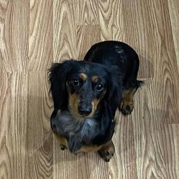 Jasmine - Dachshund