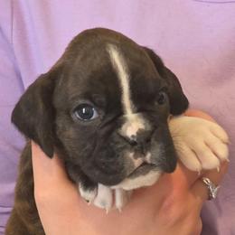 Beatrice - Brindle female Boxer puppy in Evans, Georgia from Kimberly's Boxers