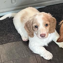 Bailey - Piebald male Dachshund puppy in Massachusetts from Honey Bee Dachshunds