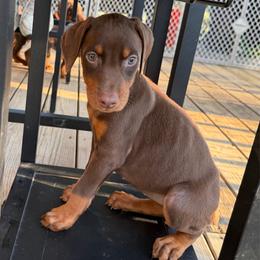 Light green Female - Red and rust female Doberman Pinscher puppy in Madison, Indiana from Jensen Dobermans and Dachshunds