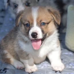 Batman - Red and white male American Corgi puppy in Lithia, Florida from Diamondcrest Inc
