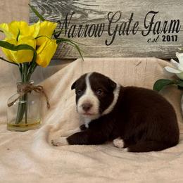 Cooper - White and red male Border Collie puppy in Moody, Texas from Narrow Gate Farm