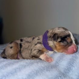 Noëlle - Blue merle female Australian Shepherd puppy in Anniston, Alabama from All Hale Aussies