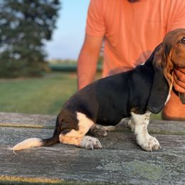 Male3-tri - Black tan and white male Basset Hound puppy in Hudson, Michigan from Bachman’s Kennel