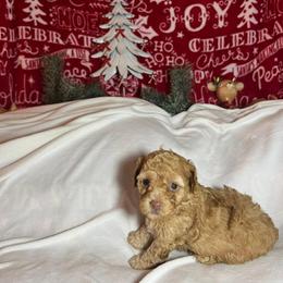 Star - Cream female Poodle puppy in Fairburn, Georgia from The Real Dog Breeders of Atlanta (peachy poodles)